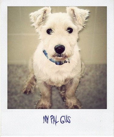 Gus polaroid