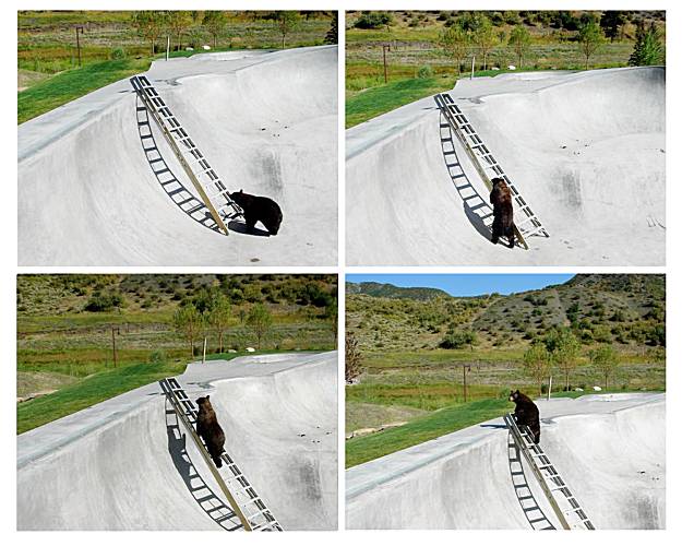 Bear_in_skate_park