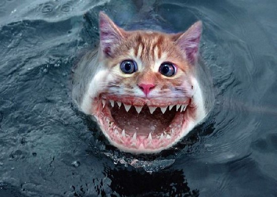 Catshark