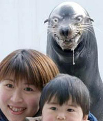 Crazy seal