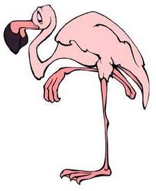 Flamingo