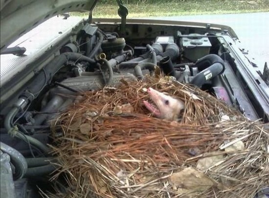 Possum nest