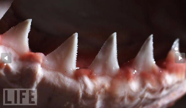 Shark teeth