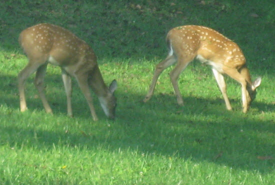 Deer1