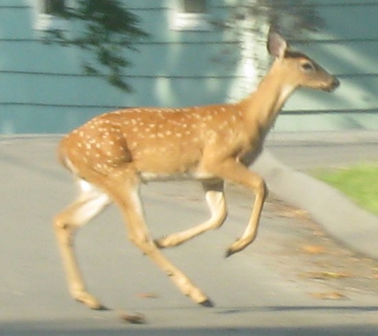 Deer2