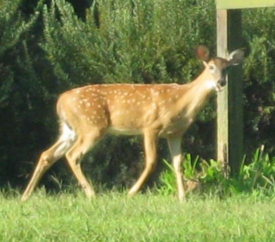 Deer3