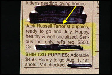 Terrorist puppies