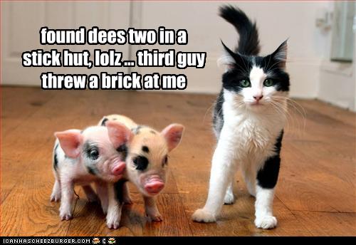 3 little pigs