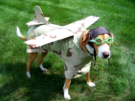 Airplane-dog