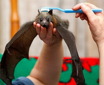 Bat groomer