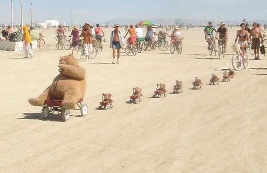 Bears at beach