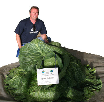 Cabbage