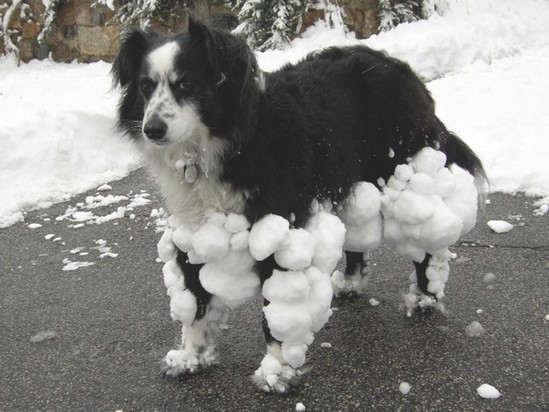 Dog balls