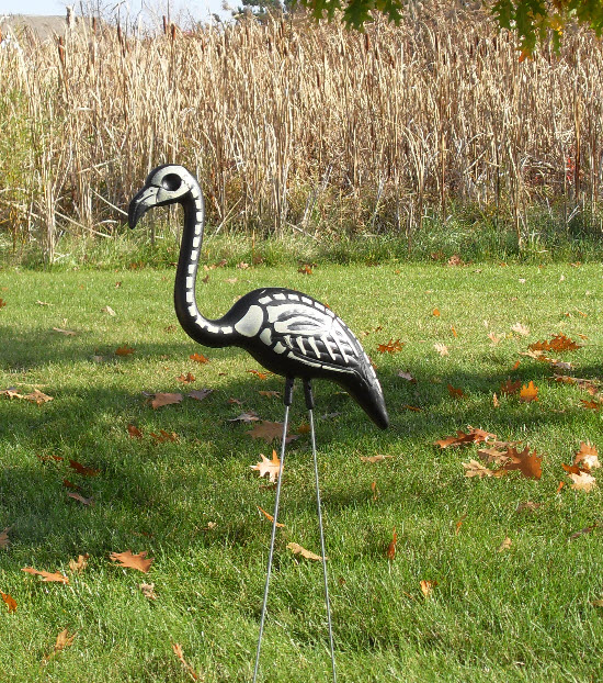 Flamingo skeleton