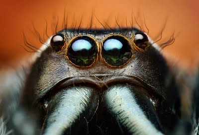 Insects_eyes_closeup_02