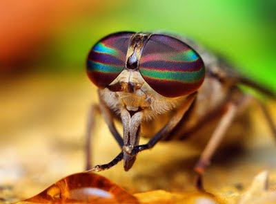 Insects_eyes_closeup_04