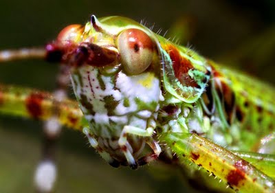 Insects_eyes_closeup_14