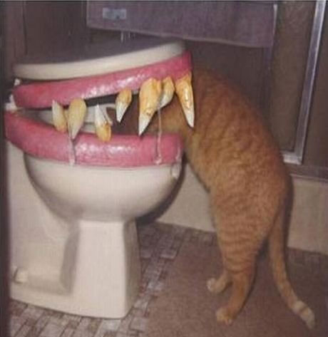 Toilet eats cat