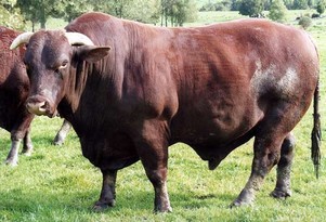 Bull