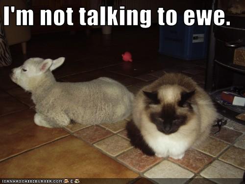 Cat-is-not-talking-to-ewe