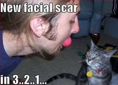 Cat_new_facial_scar