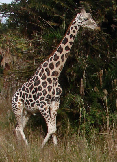 Giraffe