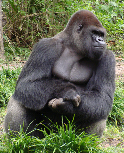 Gorilla