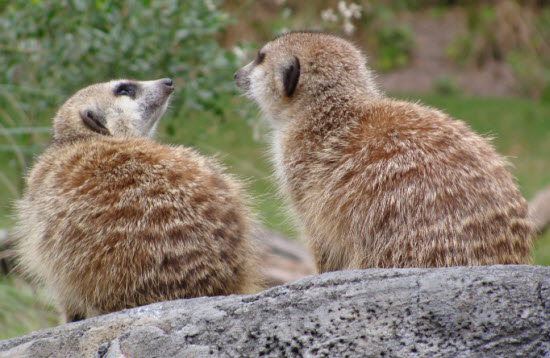 Meerkats