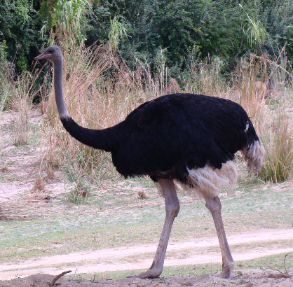 Ostrich