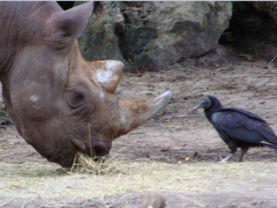 Rhino bird