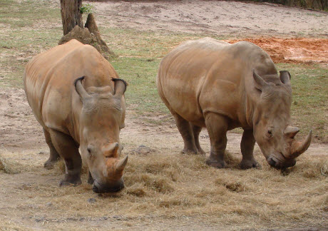 Rhinos