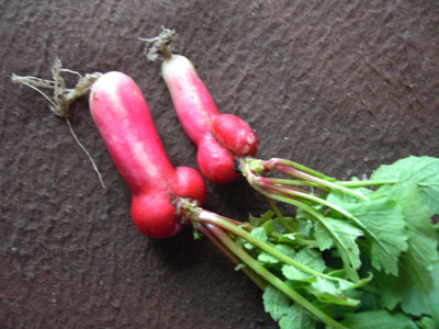 Rude radishes