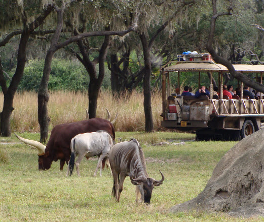 Safari ride