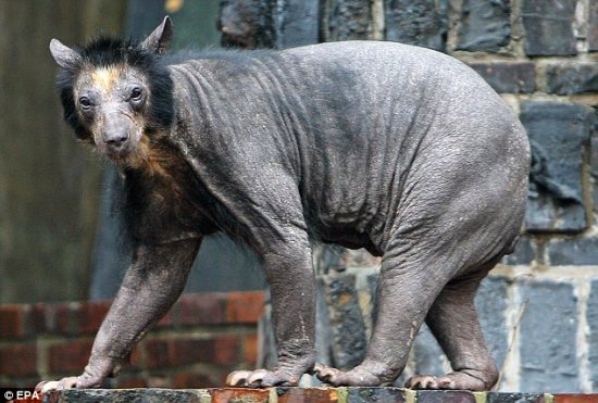 The-hairless-bear