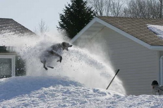 Snowblower Dog