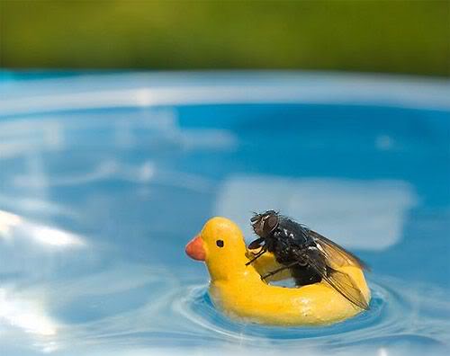 Bee boating