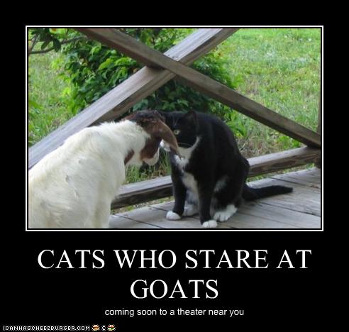 Cat-stares-at-goat