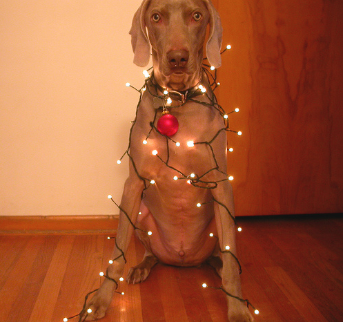 Christmas dog