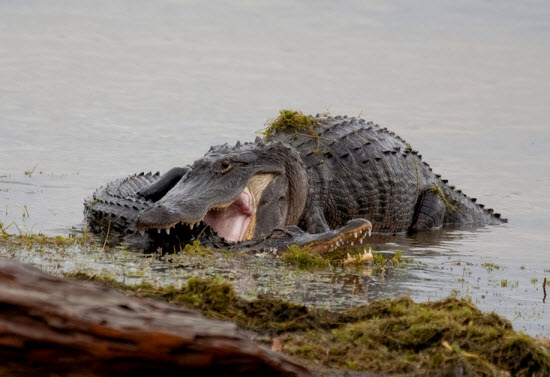 Gator bites