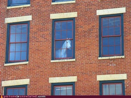 Horse in window