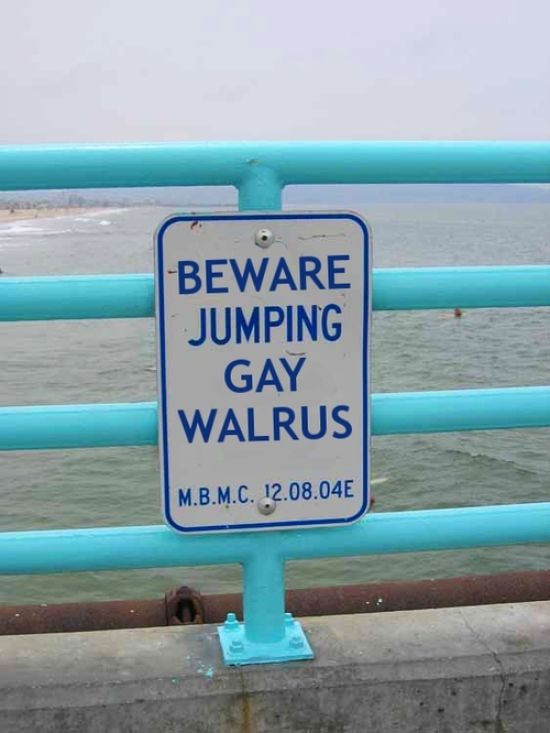 Jumping-gay-walrus