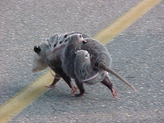 Possum trolley