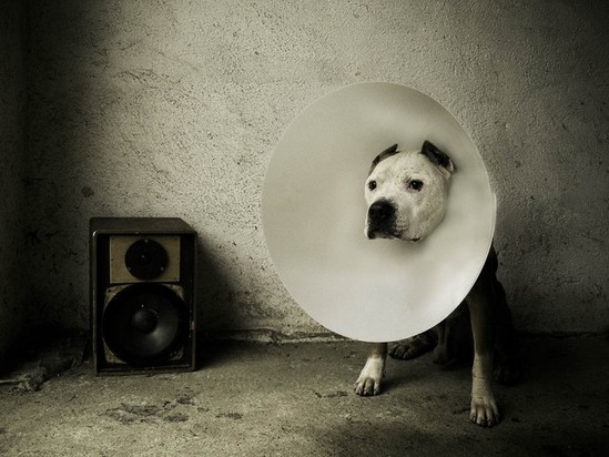 His master's voice-700x525