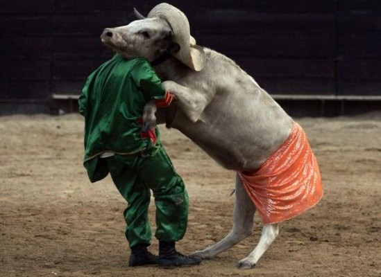 Dancing bull