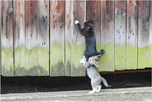 Kitten-teamwork