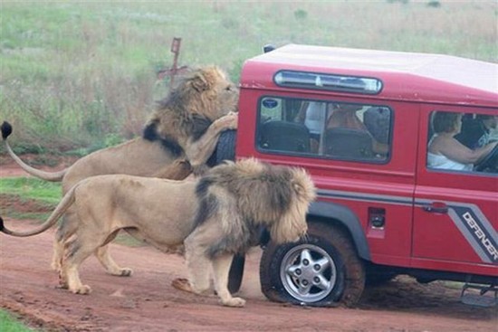 Lion-attacking-car