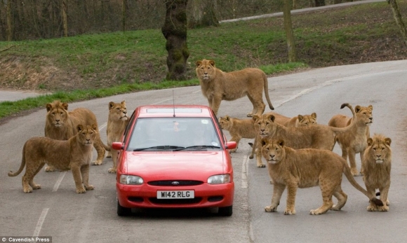 Lions