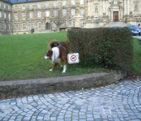 Rebel dog