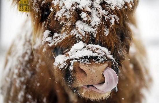 Snow-cow_1216616i