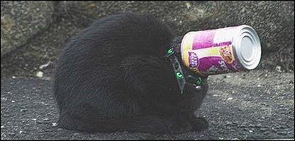 Cat in a can